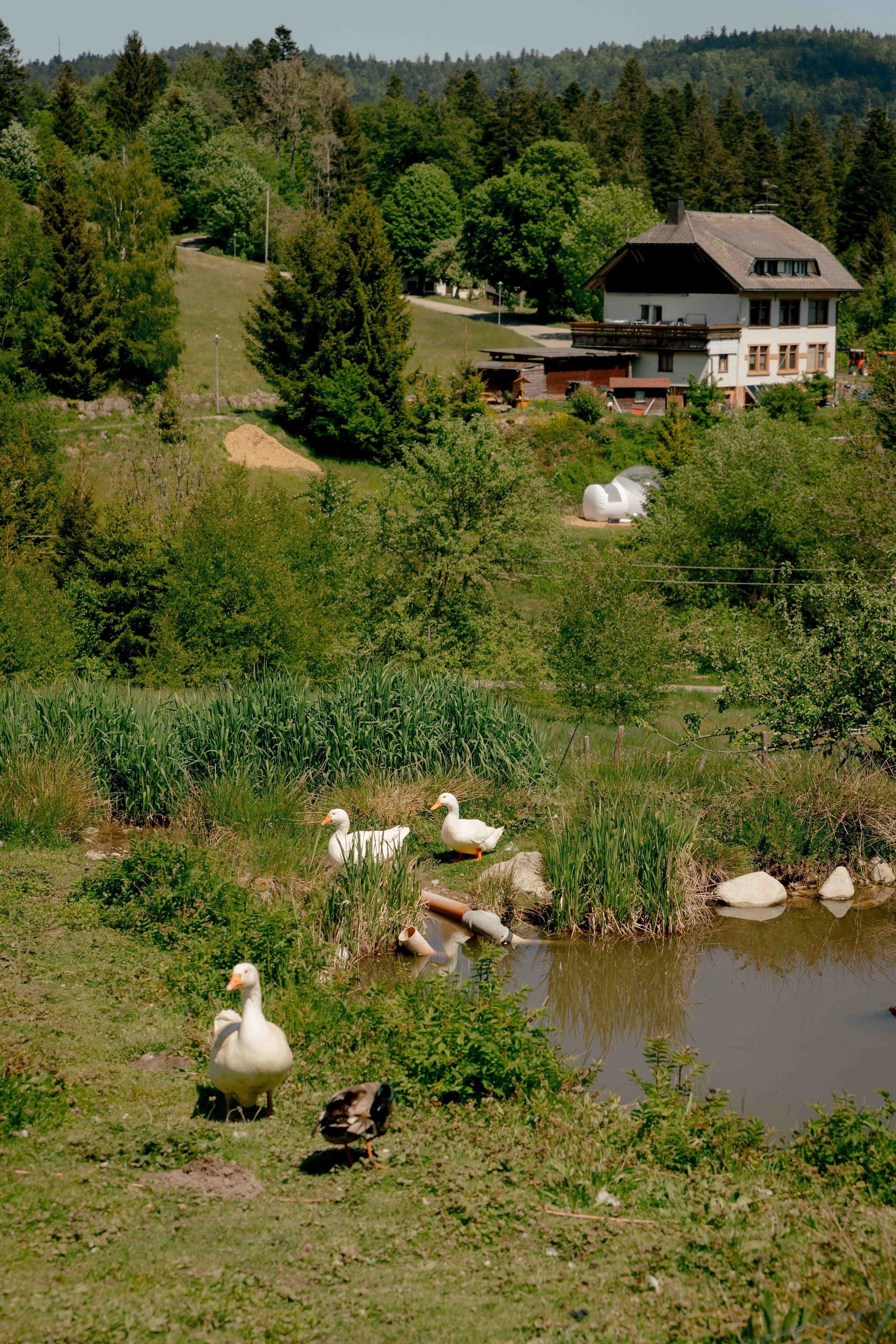 Bubble Hotel Todtmoos Umgebung 1